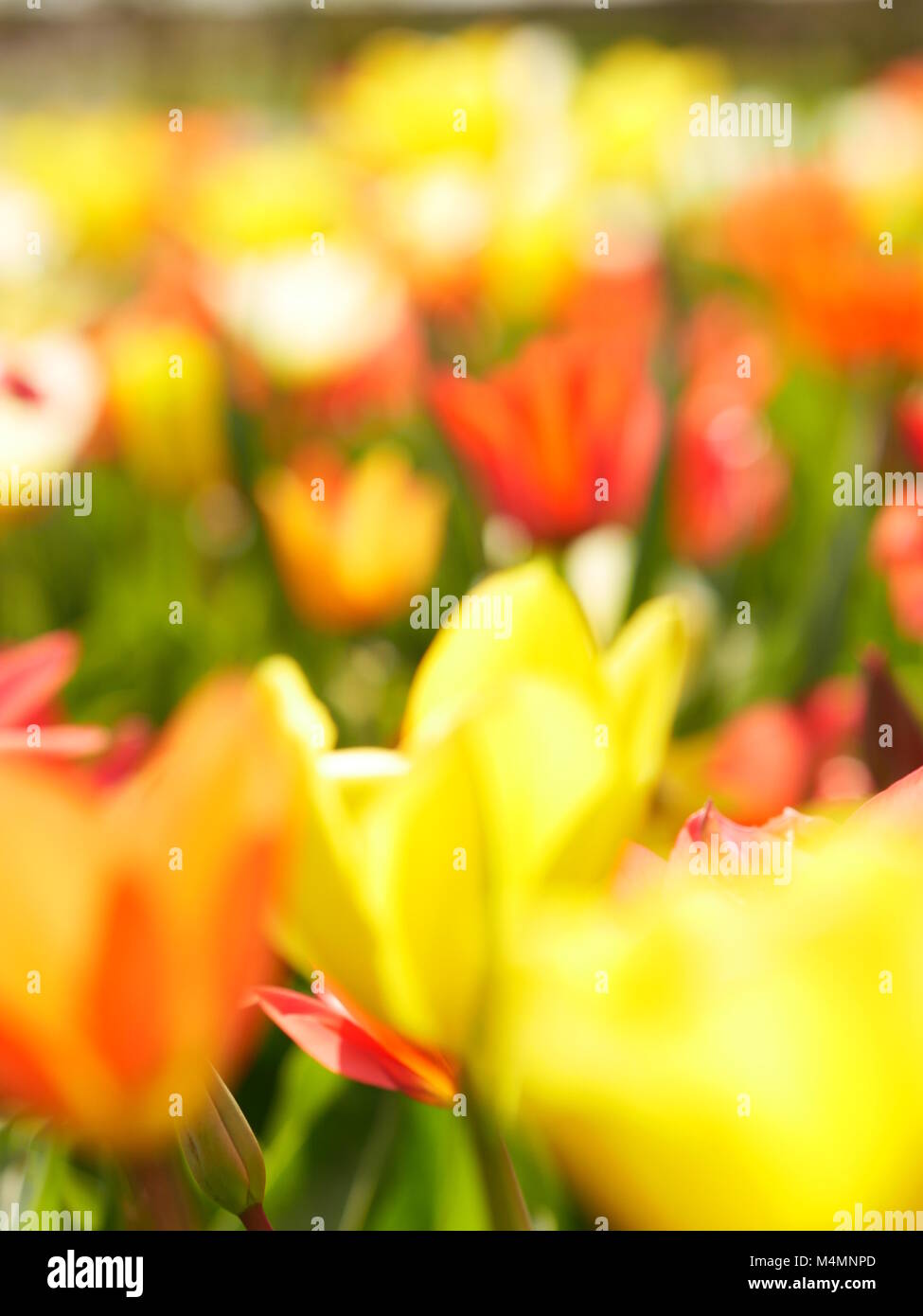 Macro di fiori luminosi Foto Stock