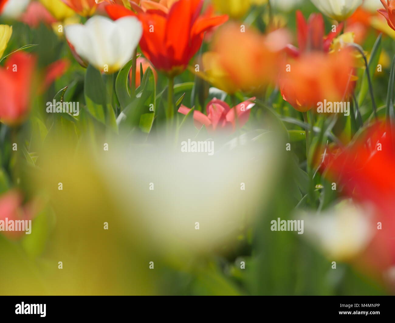 Macro di fiori luminosi Foto Stock