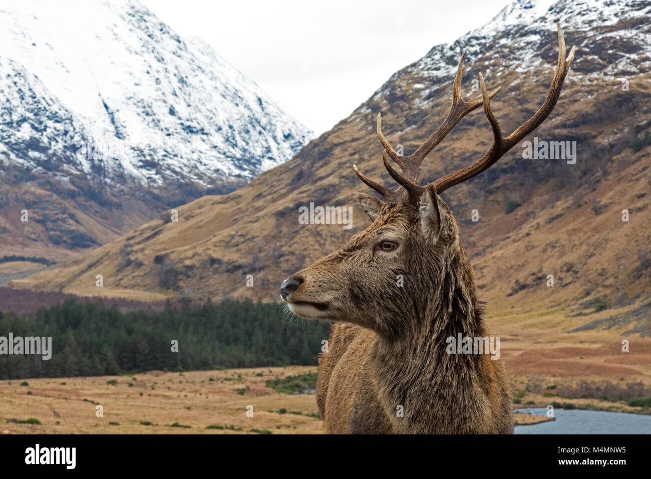 Wild Il cervo (Cervus elaphus) feste di addio al celibato in Glen Etive, Scozia, durante l'inverno, con montagne innevate sullo sfondo. Foto Stock