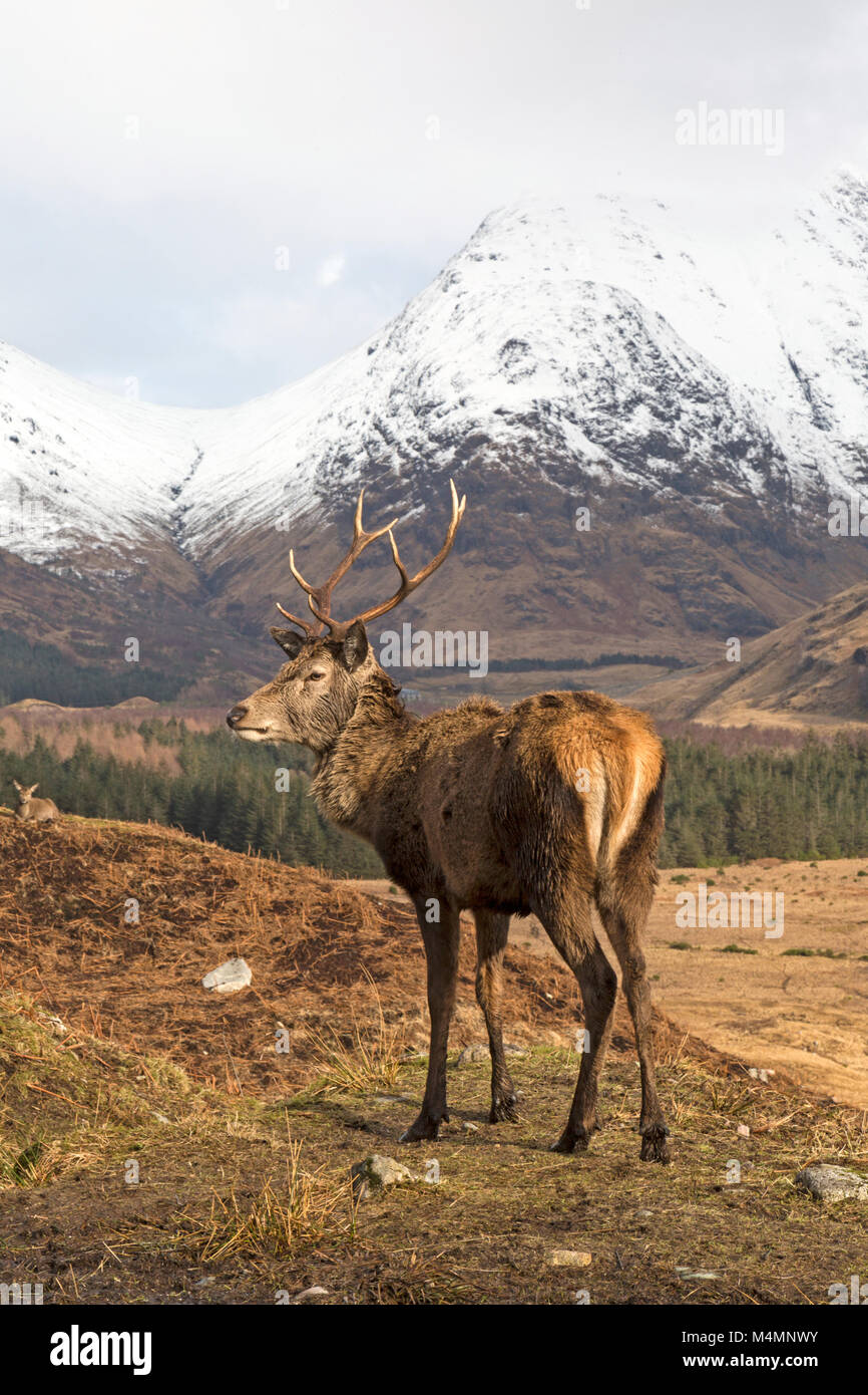 Wild Il cervo (Cervus elaphus) feste di addio al celibato in Glen Etive, Scozia, durante l'inverno, con montagne innevate sullo sfondo. Foto Stock