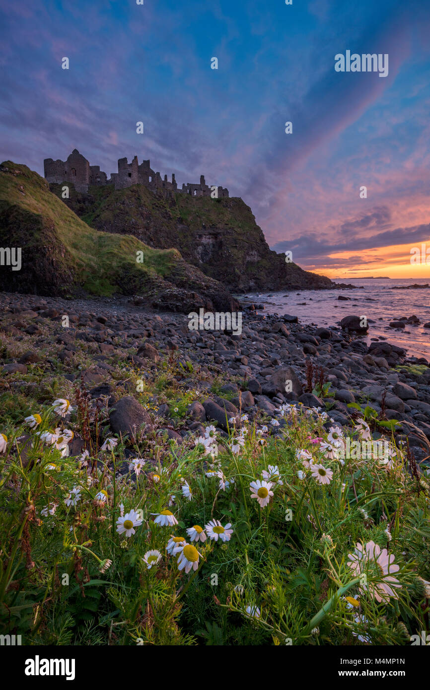 Sera occhio di bue margherite sotto Dunluce Castle, Causeway Coast, County Antrim, Irlanda del Nord. Foto Stock