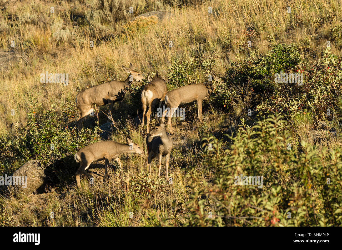 Gruppo di Mule Deer pascolo di giunzione della torre. Parco Nazionale di Yellowstone, Wyoming. Foto Stock Gruppo di Mule Deer pascolo di giunzione della torre. Parco Nazionale di Yellowstone, Wyoming. Foto Stock