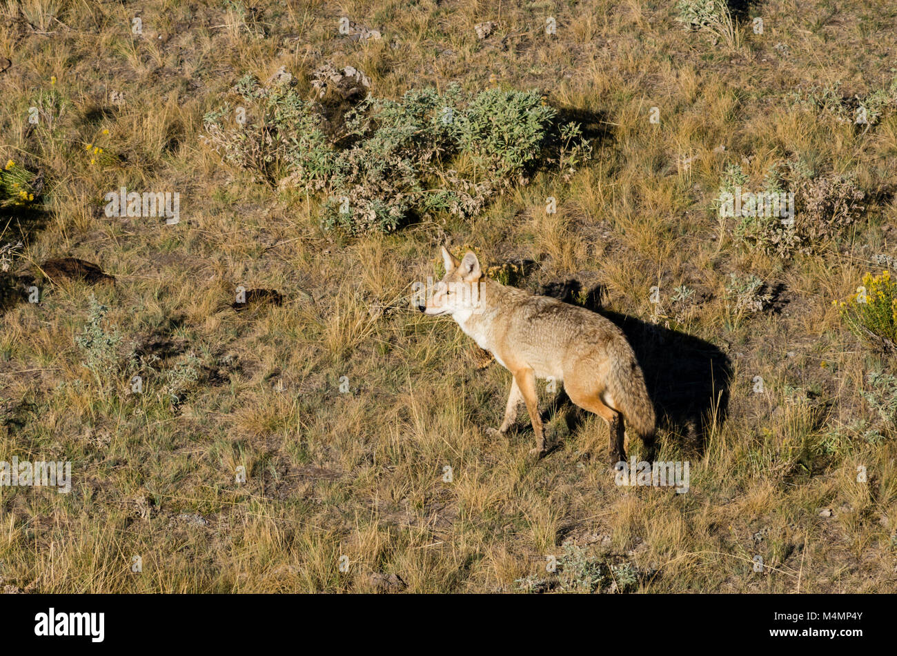 Coyote passando attraverso la ricerca del cibo. Parco Nazionale di Yellowstone, Wyoming. Foto Stock