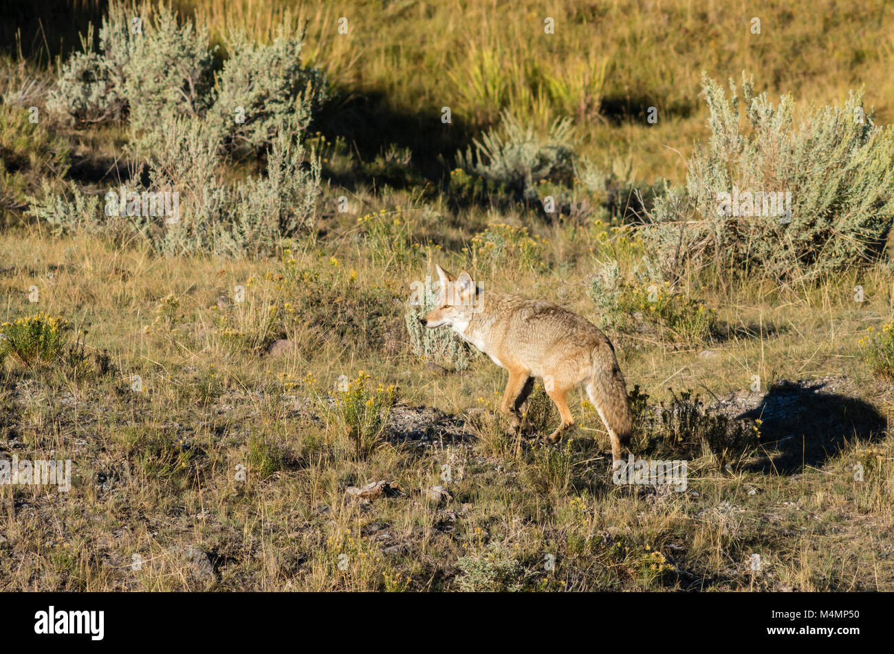 Coyote passando attraverso la ricerca del cibo. Parco Nazionale di Yellowstone, Wyoming. Foto Stock