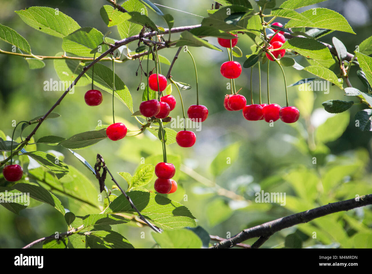 Ciliege rosse che cresce sull'albero leggere per il raccolto Foto Stock