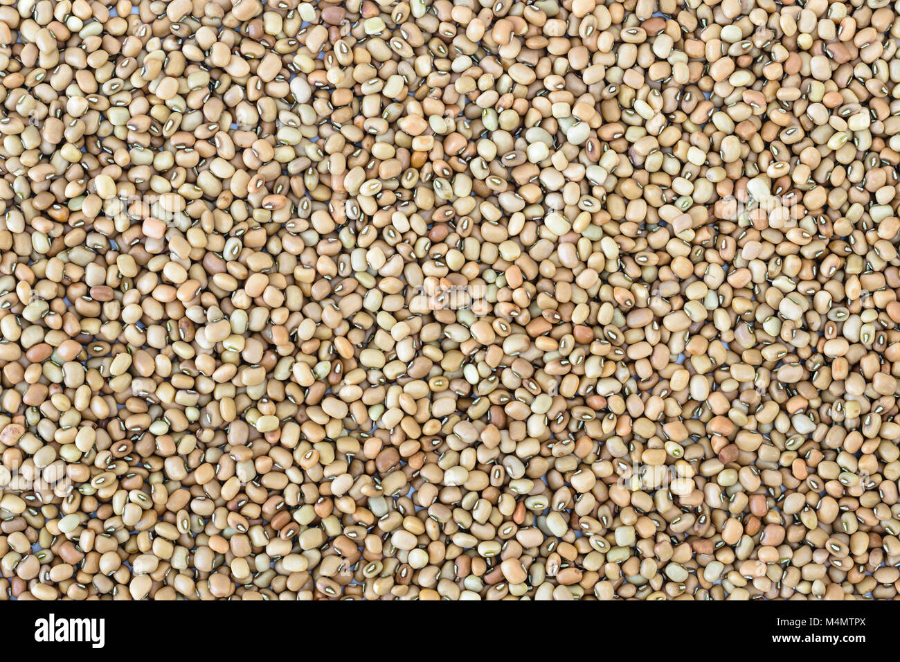 Essiccato materie black eyed peas (lobia) ripartiti come sfondo Foto Stock