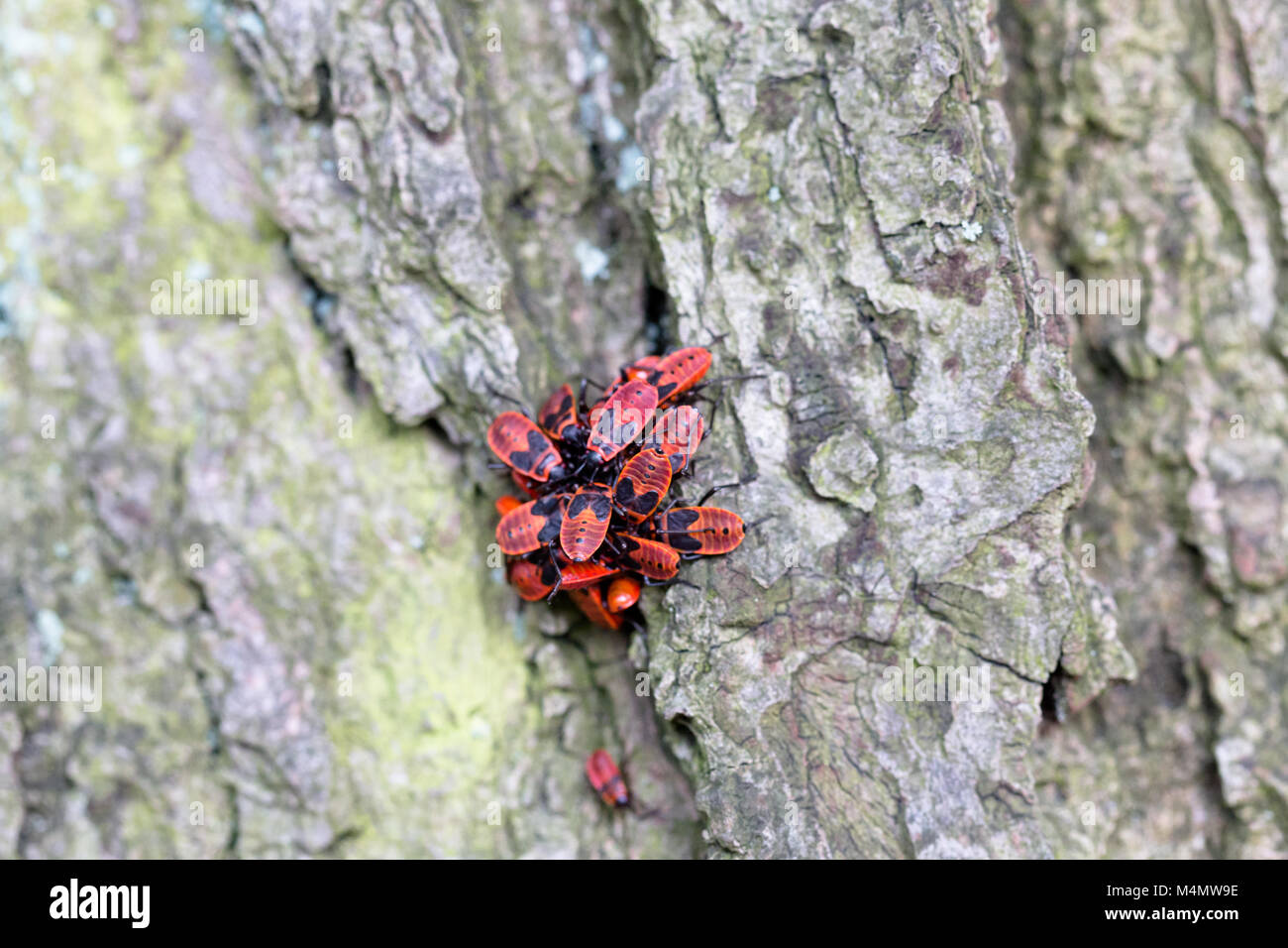 Insetto rosso firebug Pyrrhocoris apterus su un tronco di albero corteccia Foto Stock