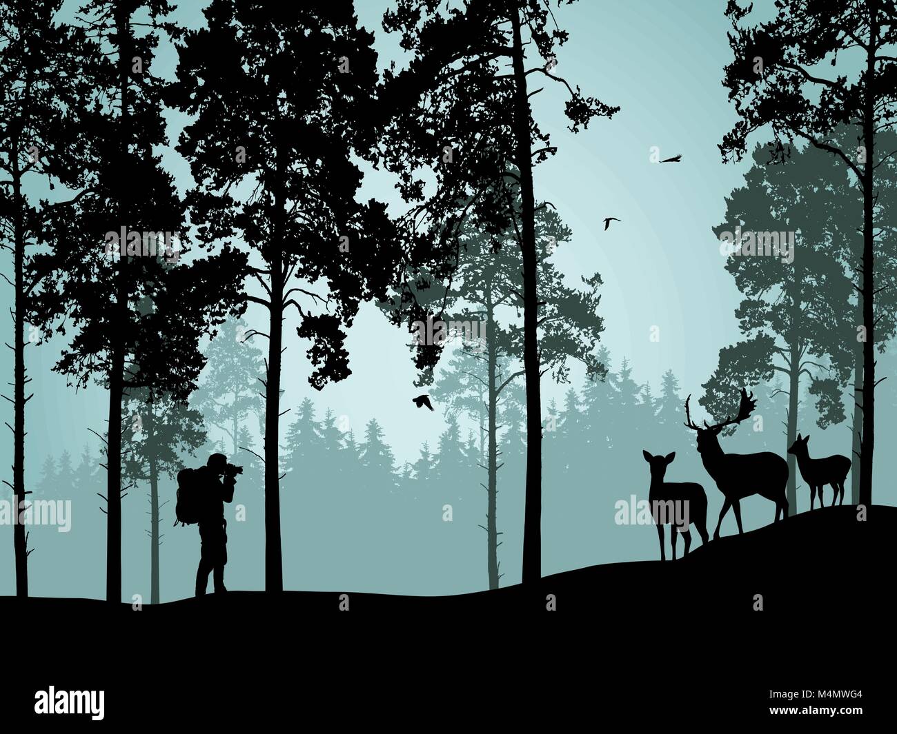 Illustrazione Vettoriale di foresta di conifere con i cervi rossi con un cerbiatto e un turista in piedi con la fotocamera Illustrazione Vettoriale