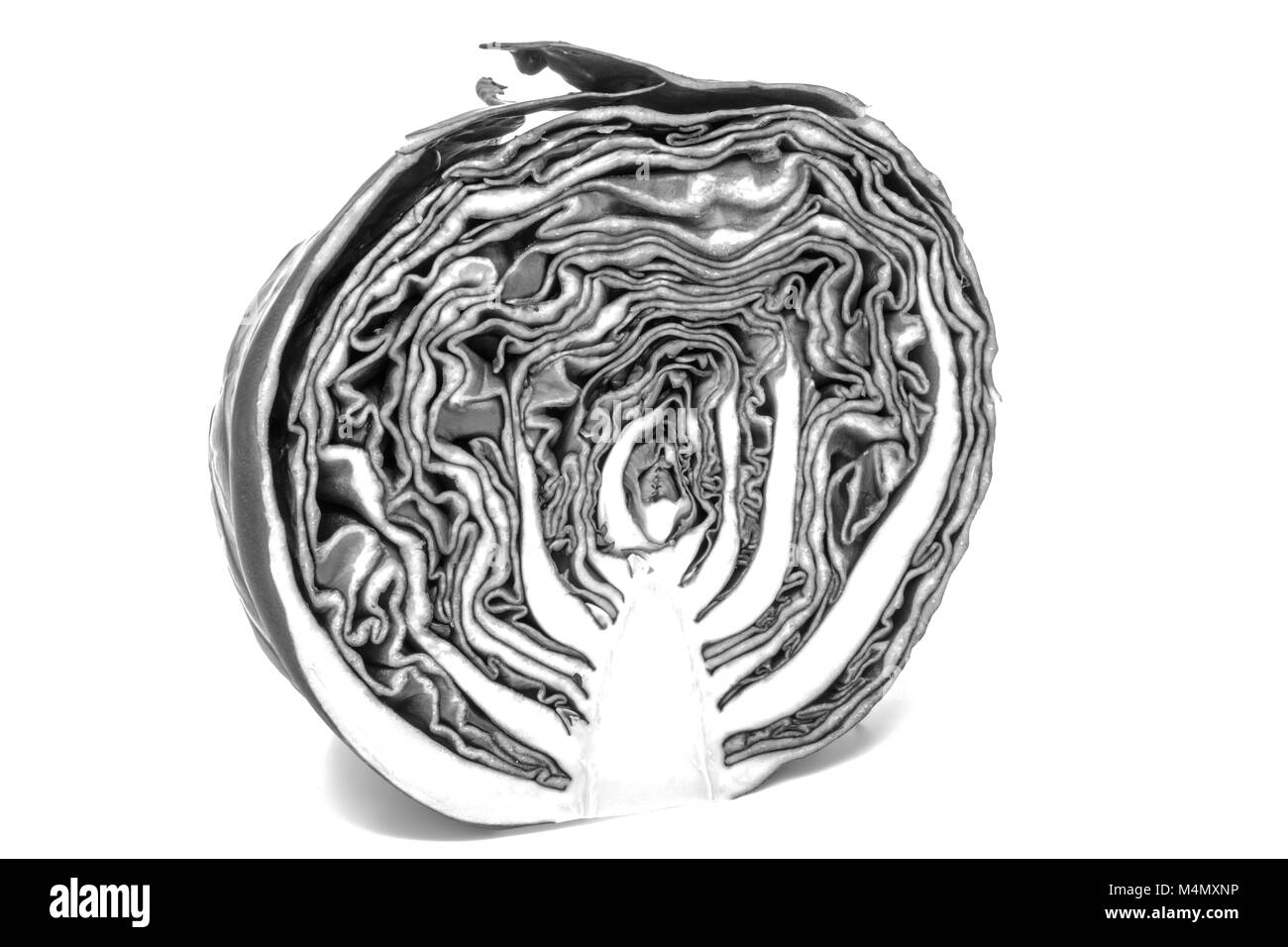 Studio shot di una metà della testa di cavolo con disegni in bianco e nero Foto Stock