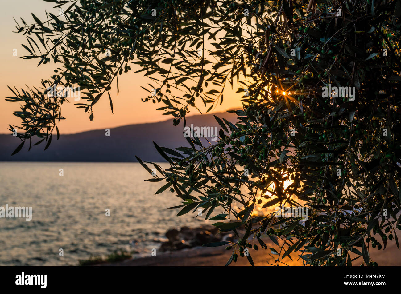 Incontrami in estate, in Grecia. Tramonto sul mare, vicino all'ulivo. Foto Stock