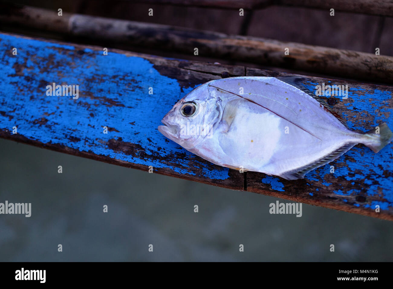 Giornaliera delle catture di pesci tropicali su un legno di colore blu Foto Stock