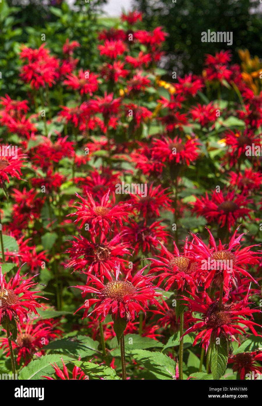 Un giardino di casa letto riempito con luminosa rossa Mondarda piante, Monarda didyma, chiamato anche Bee Balsamo, Oswego Tea e bergamotto. Foto Stock