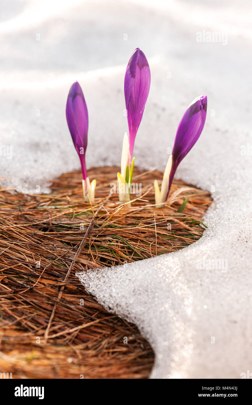 Gruppo di fiore Crocus in erba Foto Stock