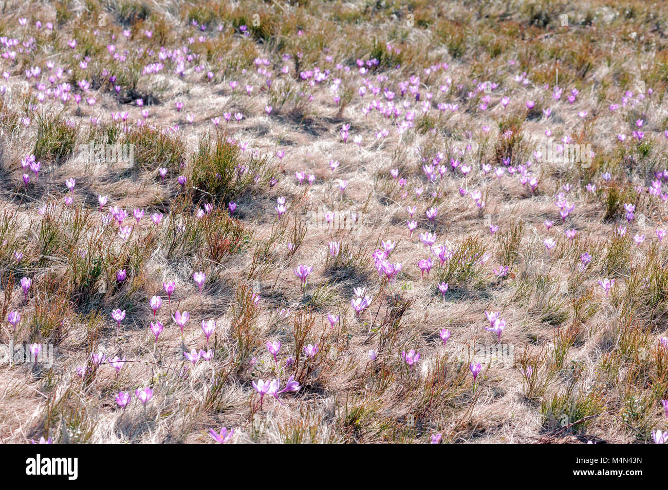Campo dei Fiori di croco in erba Foto Stock
