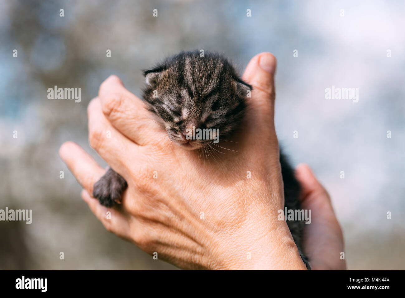 Gattino neonato in mani outdors Foto Stock