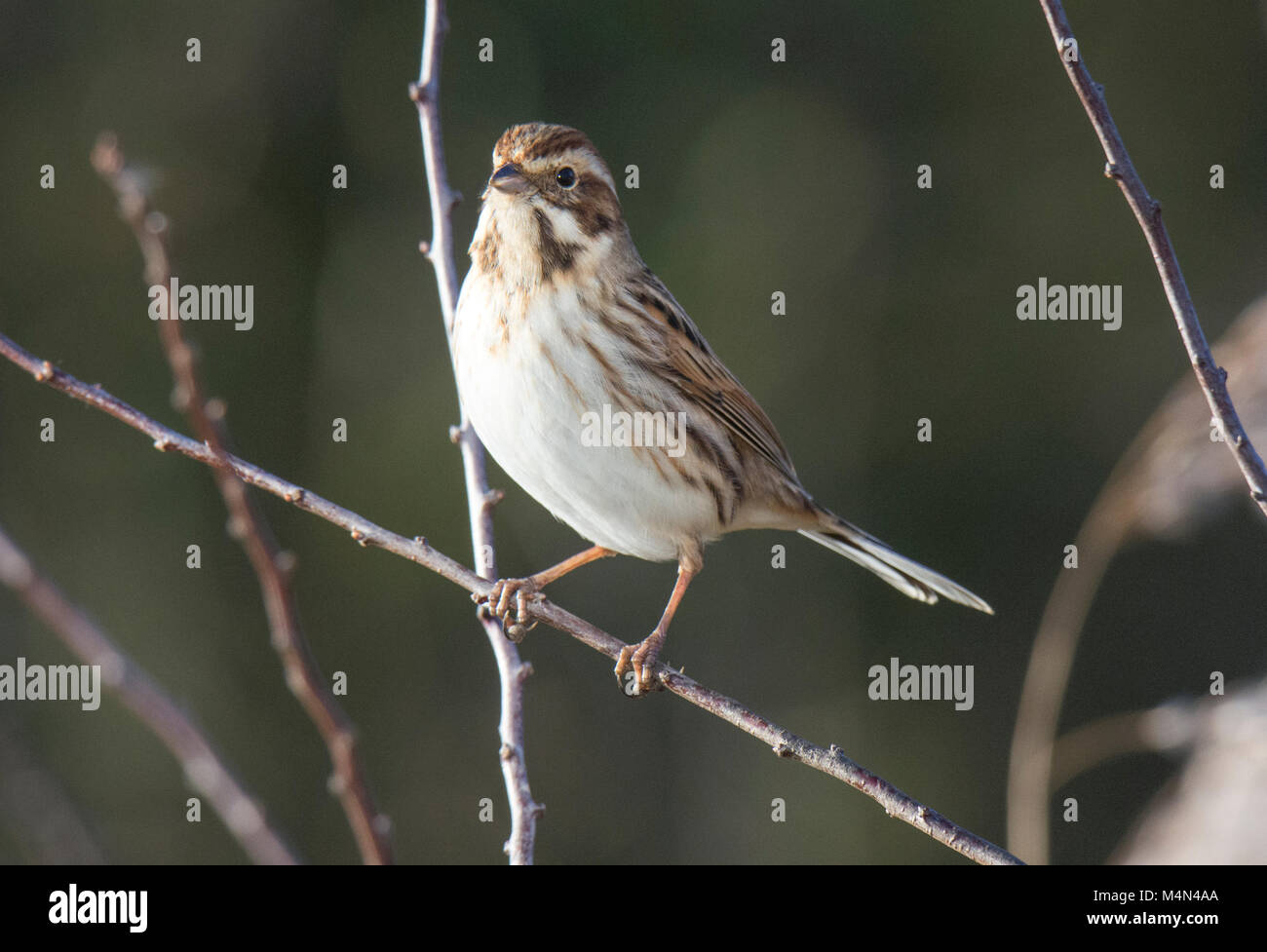 Appollaiato Reed Bunting lontano Ings Riserva Naturale Foto Stock