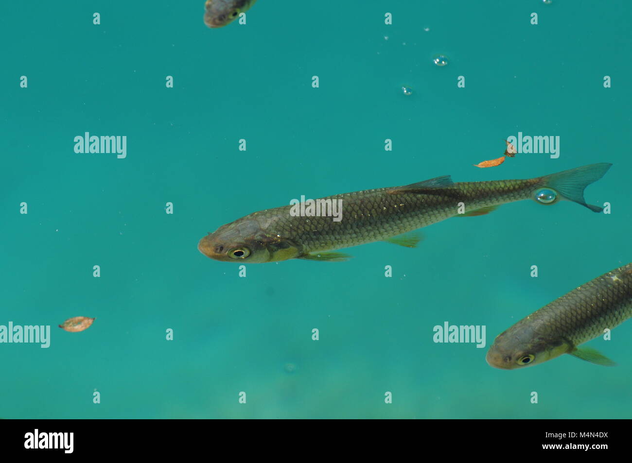 Pesce, il parco nazionale dei laghi di Plitvice, Croazia Foto Stock