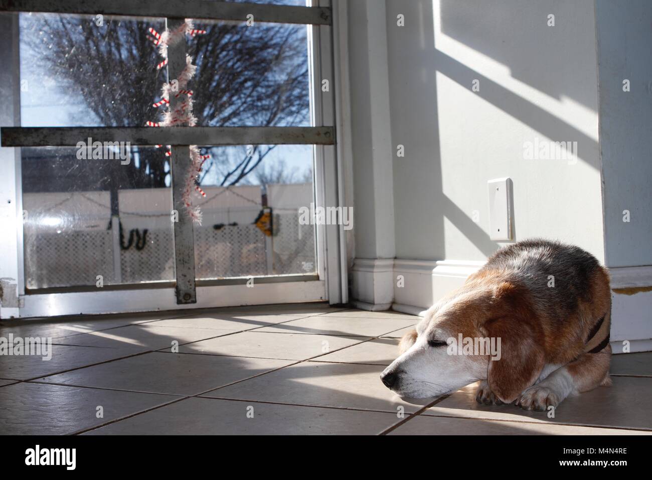 Beagle rilassante da una porta di vetro. Foto Stock