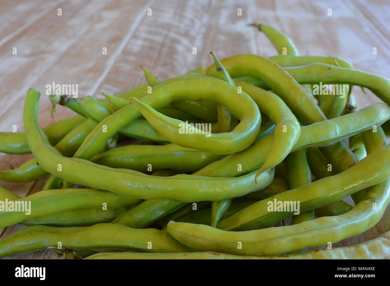 Appena raccolto Vicia faba o fave, noto anche come fava, faba bean, favino, campana, fagiolo fagiolo di tic. Foto Stock