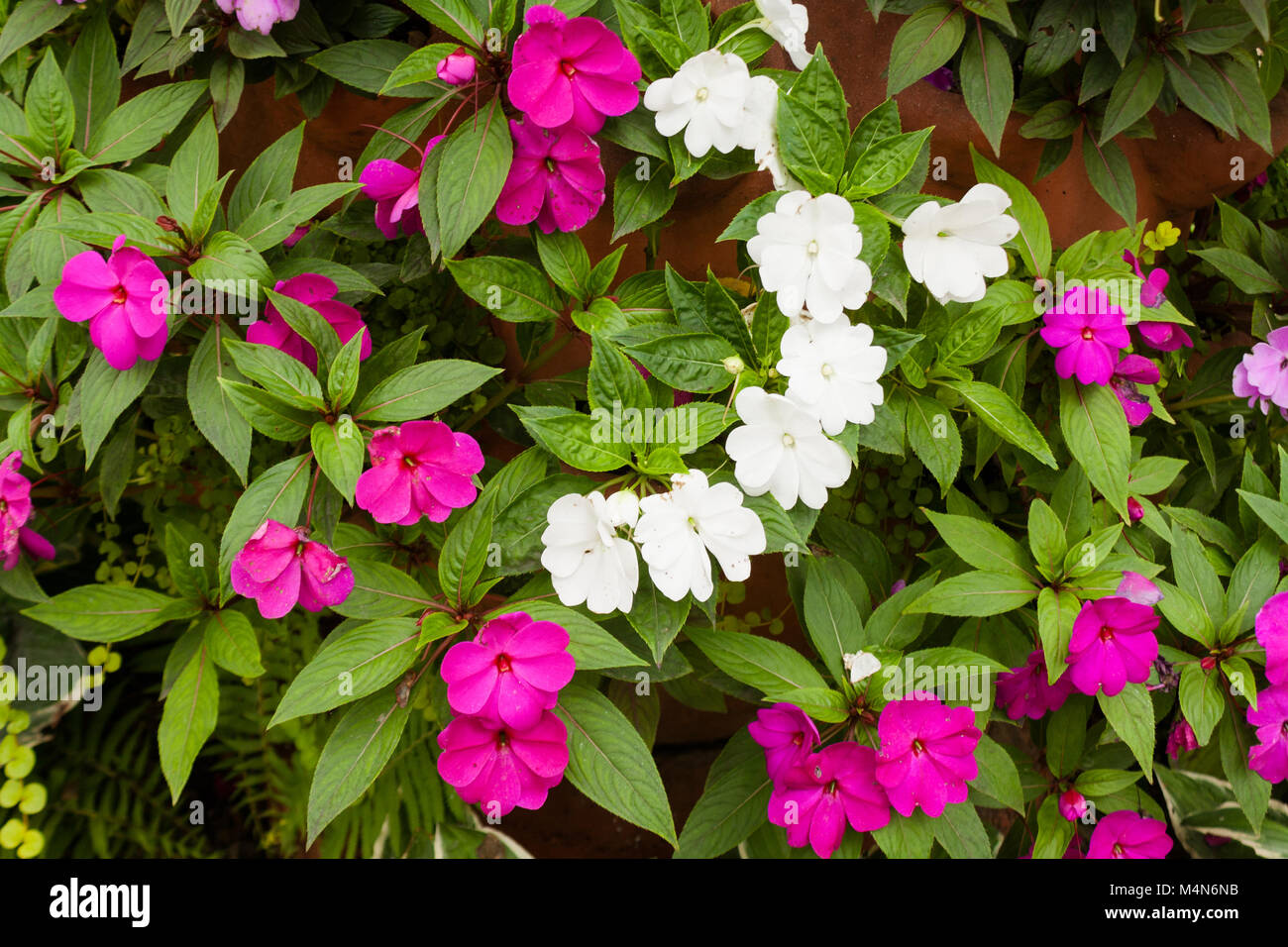 Un raggruppamento di colore rosa e bianco fiore che sboccia in estate il sole. I fiori sono circondati dai loro lussureggiante verde. Foto Stock