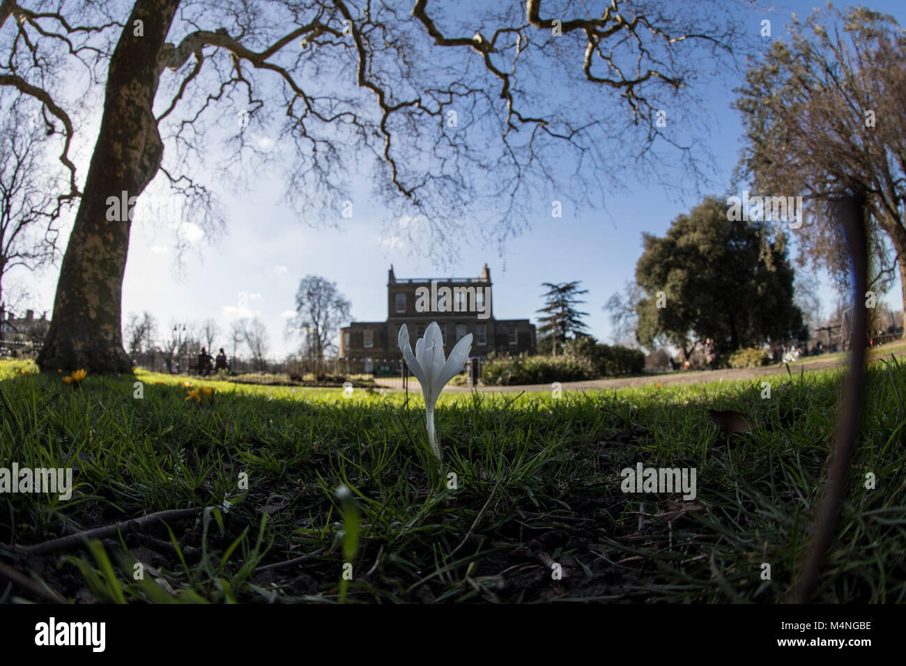 Londra. Xvii Feb, 2018. Regno Unito Meteo. Bel tempo in Hackney, Londra, UK, 17 febbraio 2018. Il giallo di crochi con Clissold casa sullo sfondo. Clissold Park, Stoke Newington. Credito: carol moiré/Alamy Live News Foto Stock