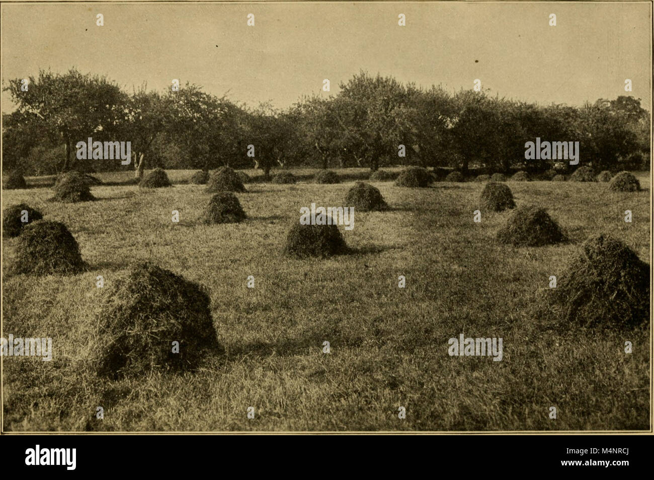 Migliore allevamento di animali da latte; il incrociando, alimentando, gestione e cura del bestiame bovino di caseificio (1923) (20341024376) Foto Stock