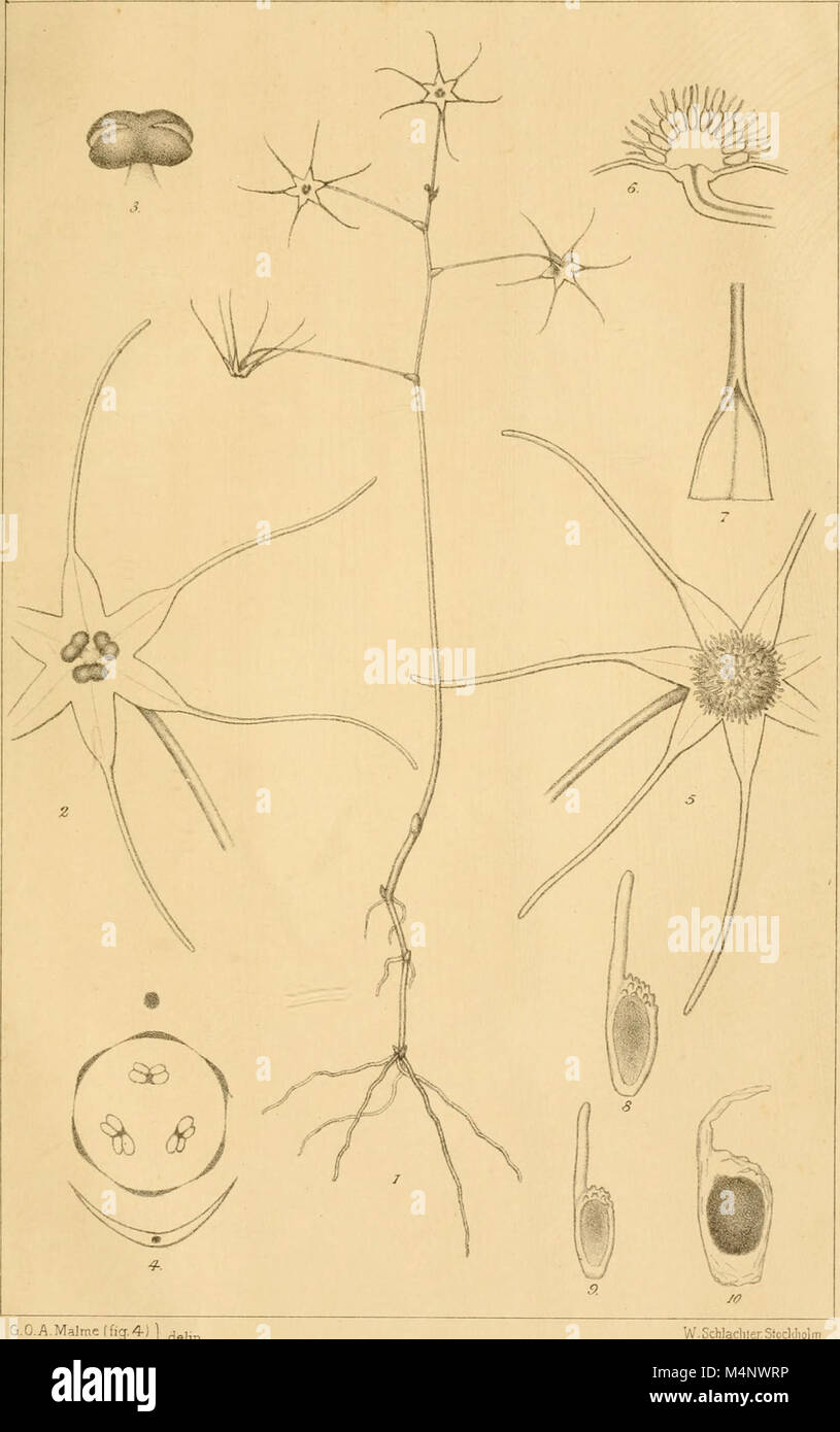Bihang fino a Kongl. Svenska vetenskaps-akademiens handlingar (1896) (20376567051) Foto Stock