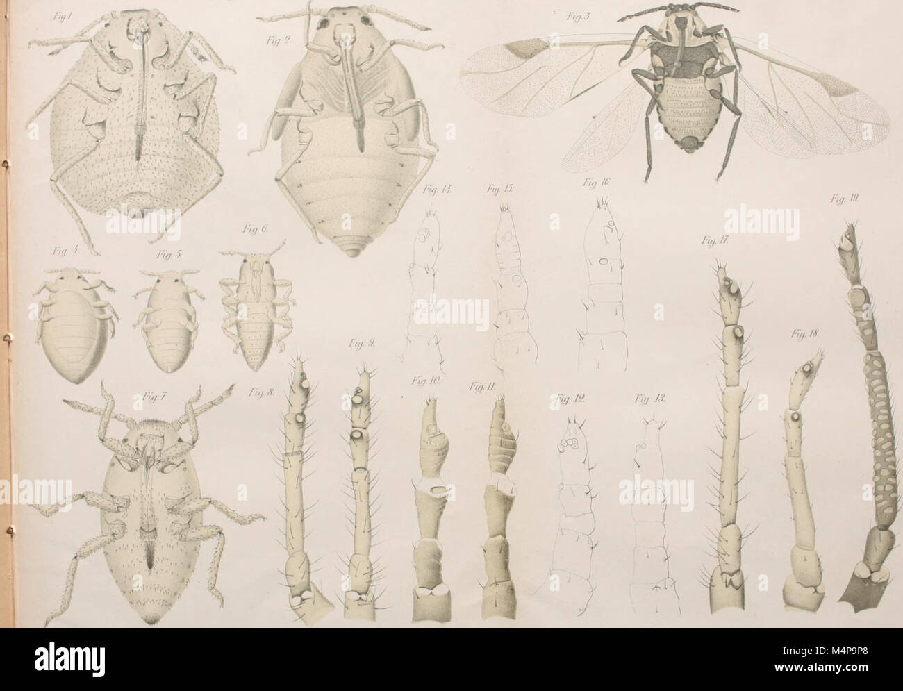 Bollettino del Laboratorio di Zoologia Generale e Agraria (1913) (20383149382) Foto Stock