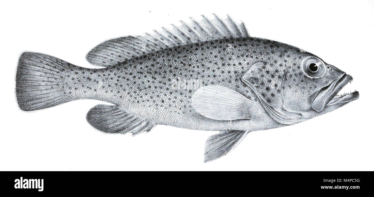 Gli "Annals of the South African Museum" è una rivista scientifica che pubblica ricerche dal museo, coprendo argomenti di zoologia, antropologia, paleontologia e archeologia. Serve come risorsa chiave per comprendere il patrimonio naturale e culturale del Sudafrica. Foto Stock