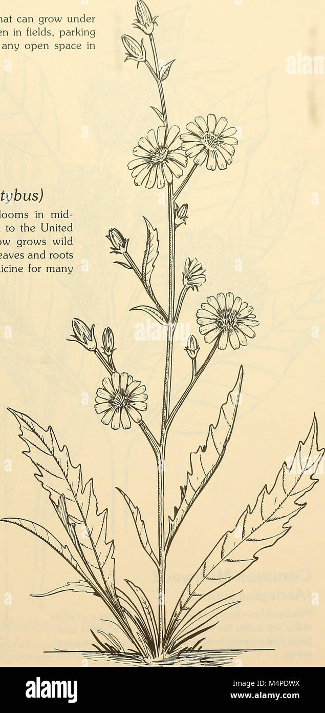 Boston Park Rangers natura prenotare (1997) (19777898014) Foto Stock