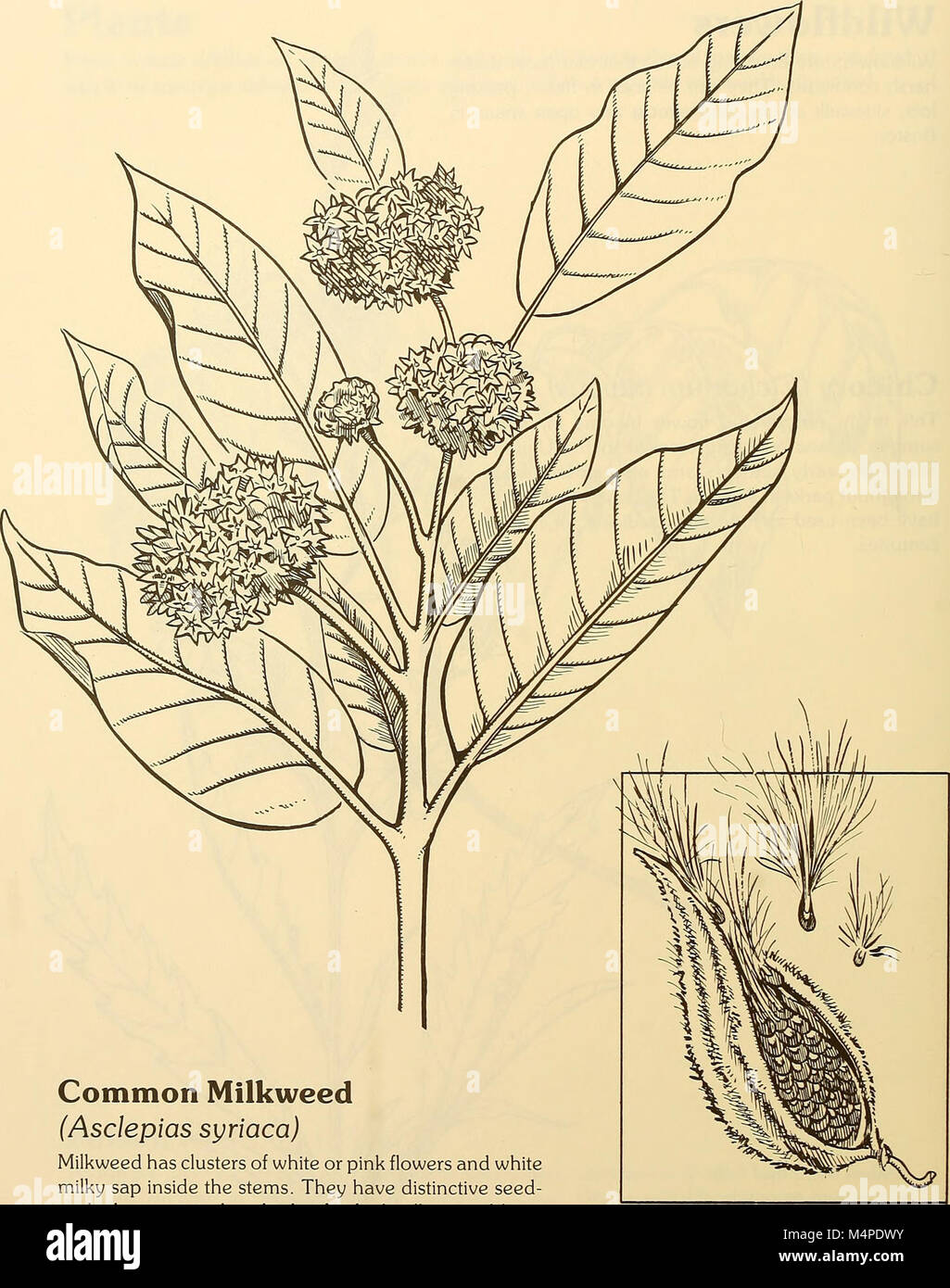 Boston Park Rangers natura prenotare (1997) (19777900164) Foto Stock