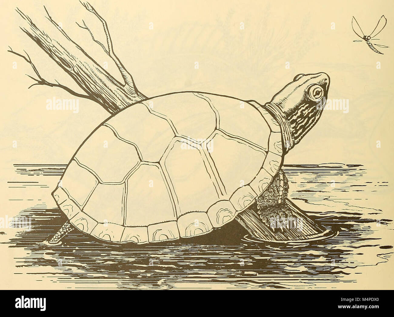 Il Boston Park Rangers Nature Book (1997) fornisce una panoramica educativa degli ambienti naturali nei parchi di Boston. Copre la flora locale, la fauna, gli sforzi di conservazione e il ruolo dei ranger nel mantenimento di queste aree naturali. Foto Stock