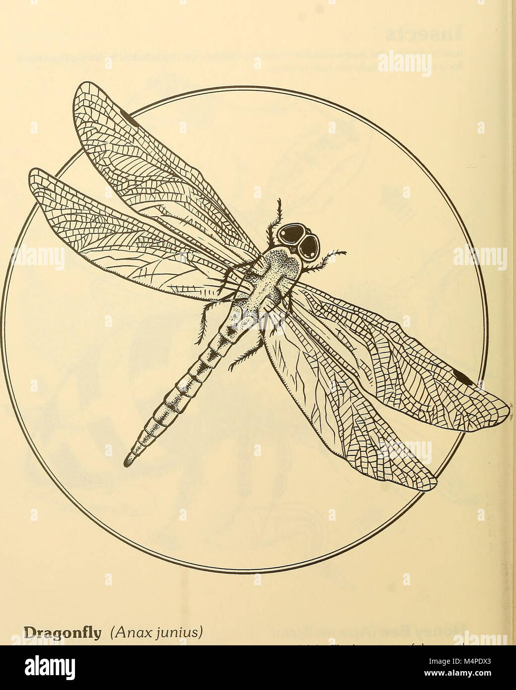 Il *Boston Park Rangers Nature Book* (1997) è una guida educativa che offre approfondimenti sulla flora e la fauna dei parchi di Boston. Copre le specie vegetali locali, la fauna selvatica e gli sforzi ambientali negli spazi verdi della città. Foto Stock