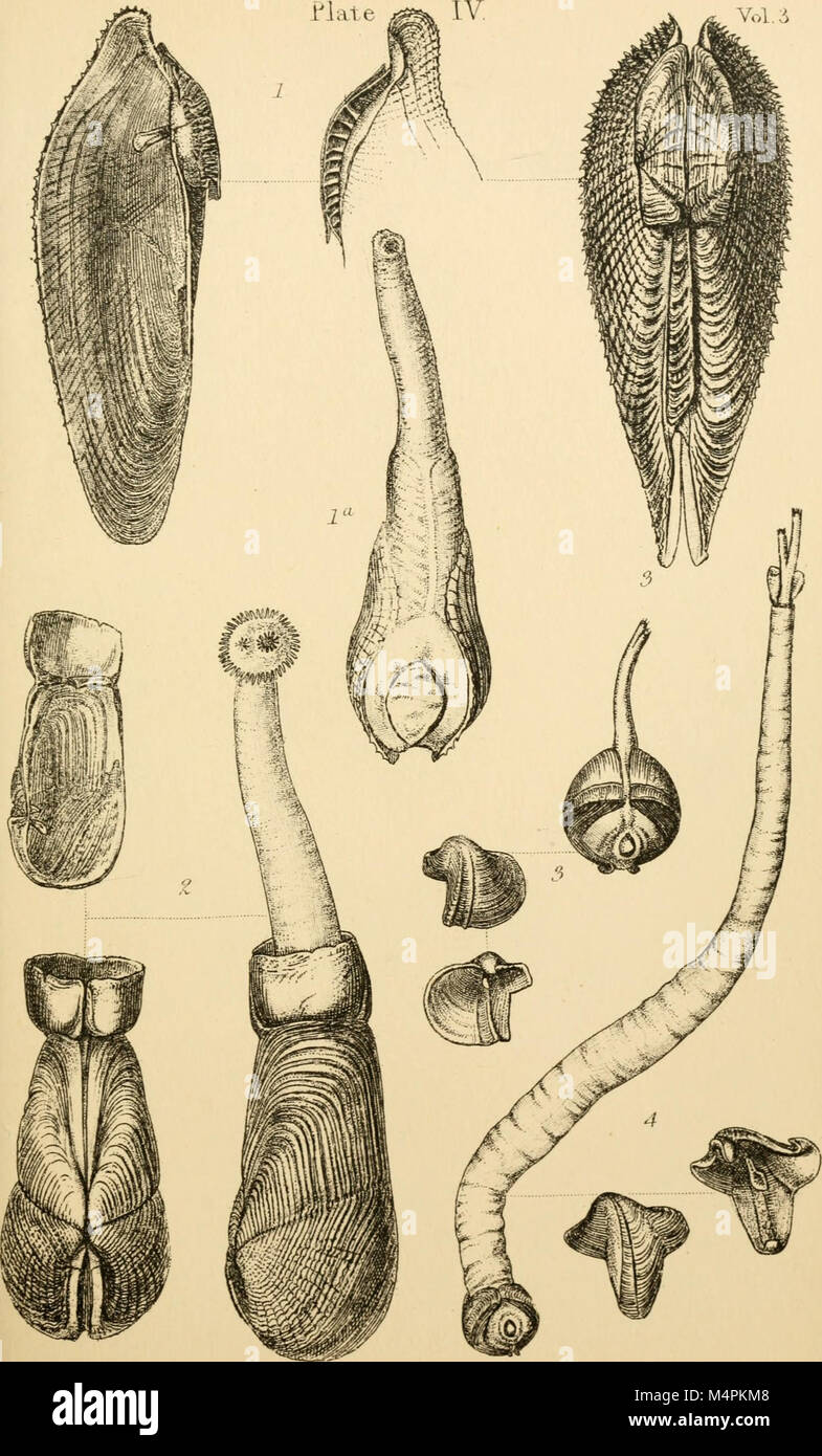 British conchology - o un account dei molluschi che ora abitano le isole britanniche e i mari circostanti (1865) (20229213680) Foto Stock