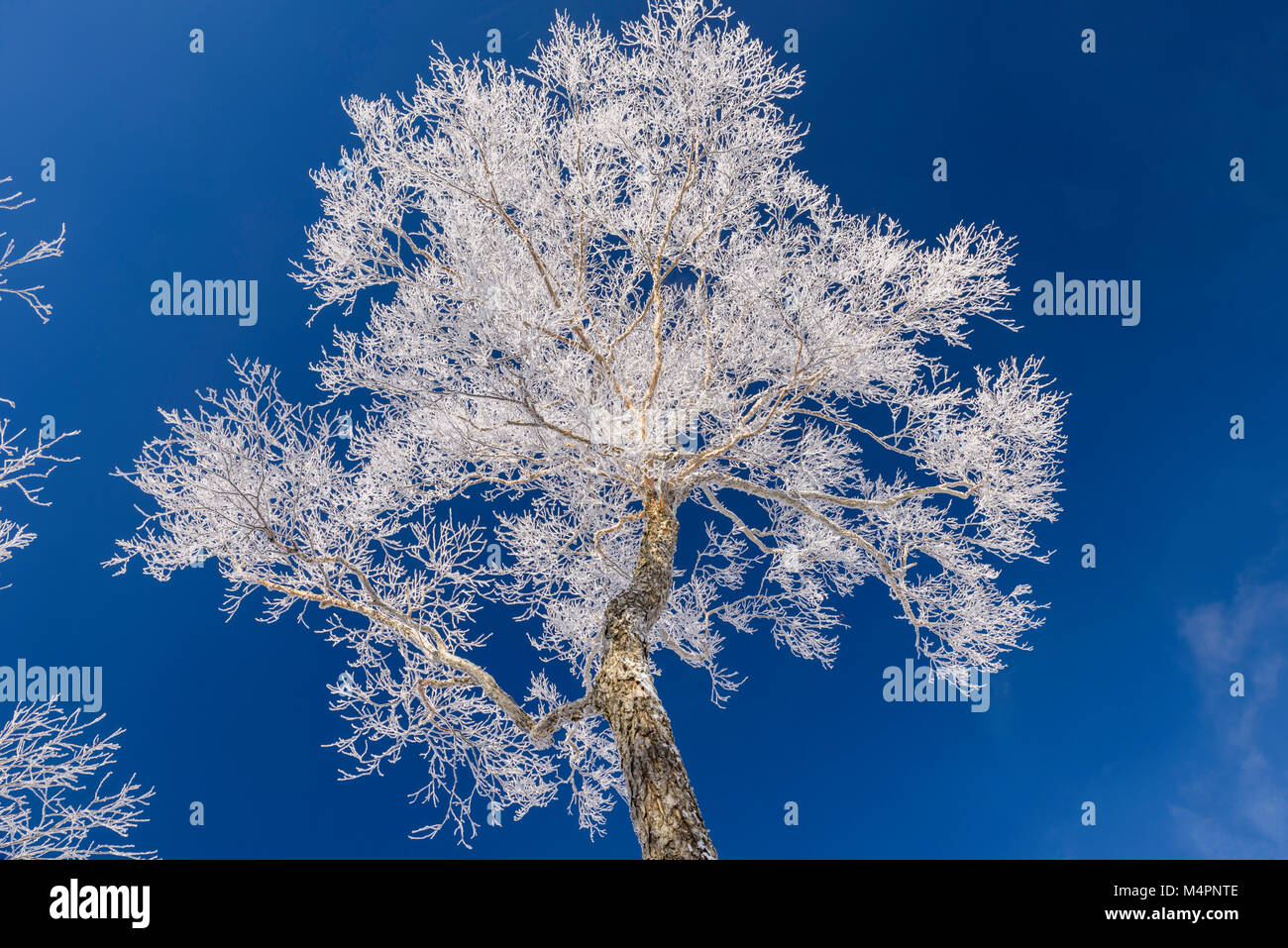 Gli alberi ghiacciati sulla strada per la cima di Yangcao Mnt erano spettacolari. Tutti gli alberi bianchi erano semplicemente surreali. Foto Stock