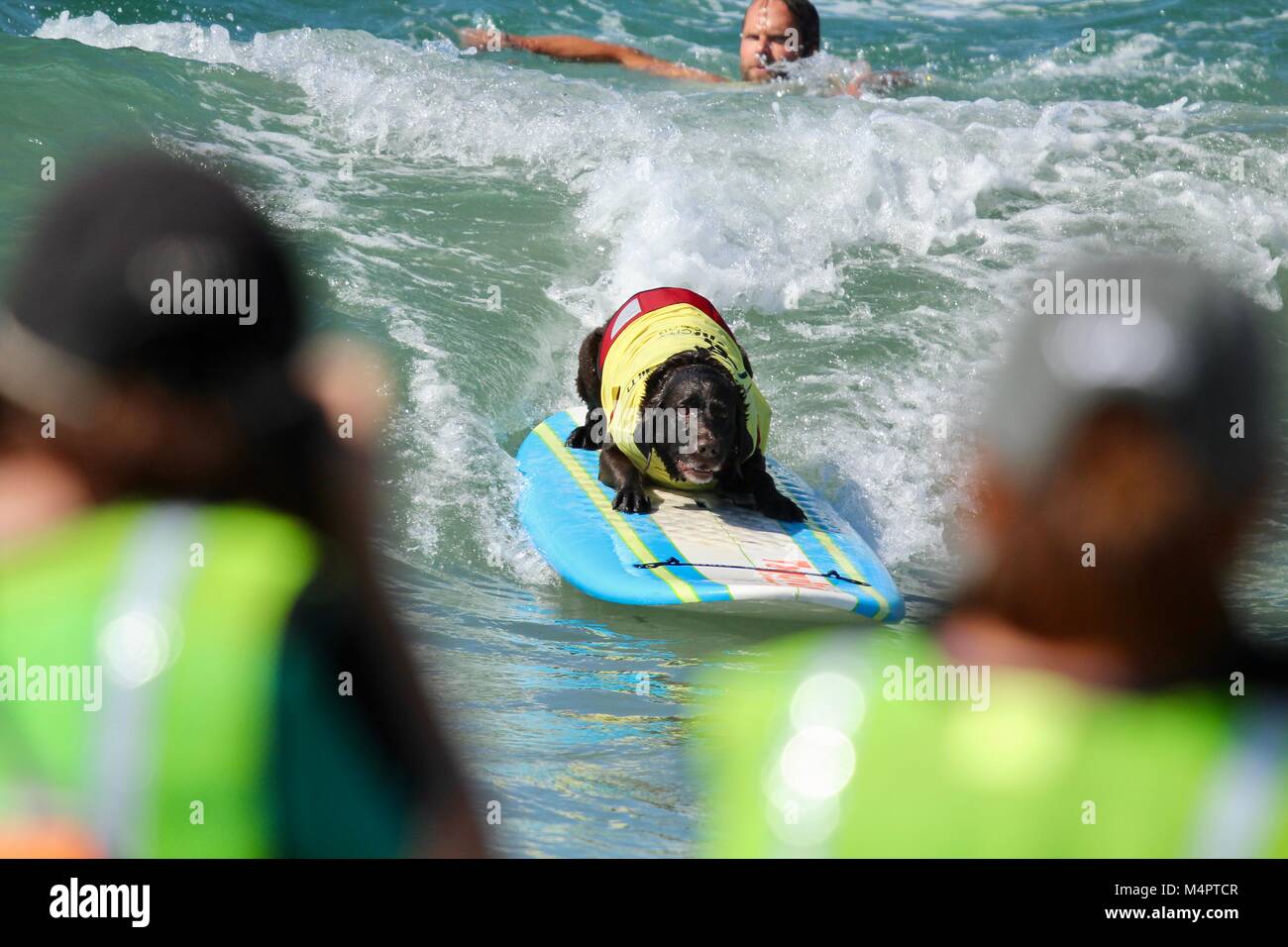 Surf City Surf cane la concorrenza Foto Stock