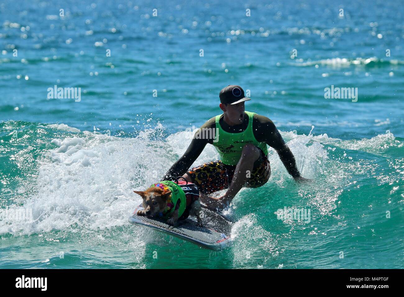 Surf City Surf cane la concorrenza Foto Stock