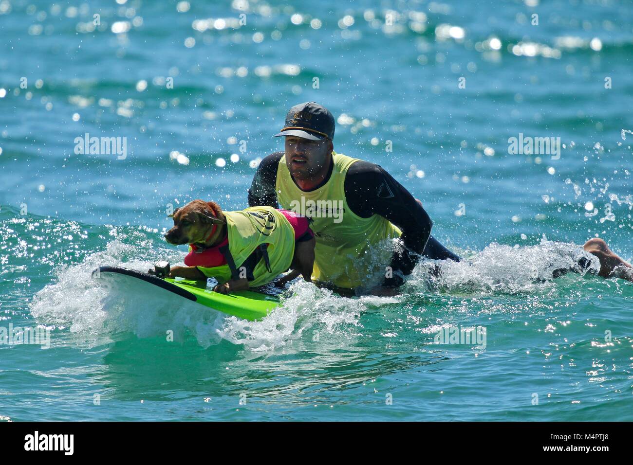 Surf City Surf cane la concorrenza Foto Stock