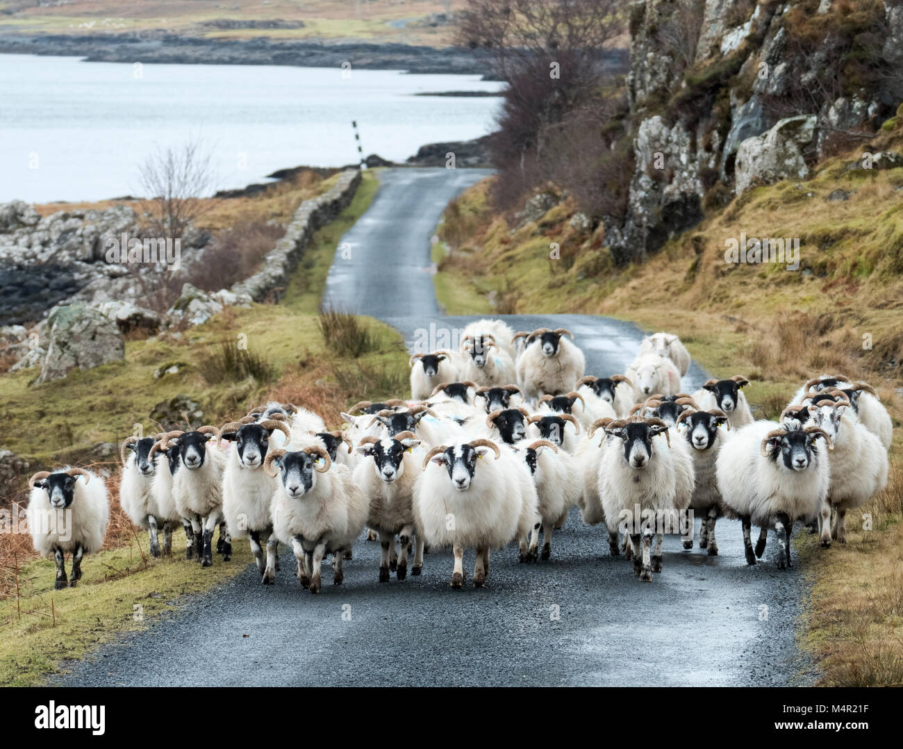 Inceppamento di traffico su Mull: un gregge di pecore Blackface bloccare la strada sulle rive di Loch na Keal, Isola di Mull, Scozia. Foto Stock