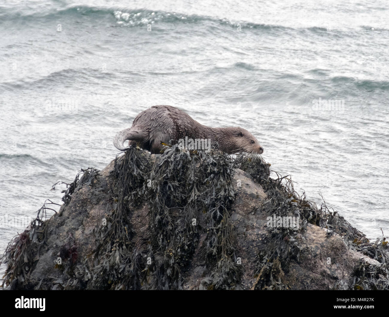 Sea Otter, Lutra lutra, carnivoro semi-mammiferi acquatici, Isle of Mull, Ebridi Interne, Scozia Foto Stock