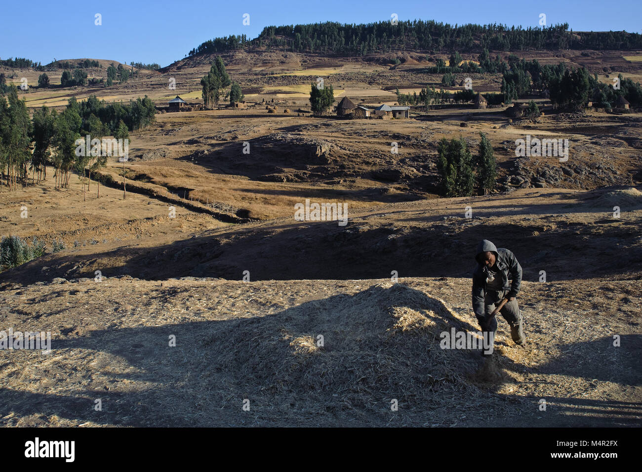 Il lavoro agricolo ( Amhara Region, Etiopia) Foto Stock