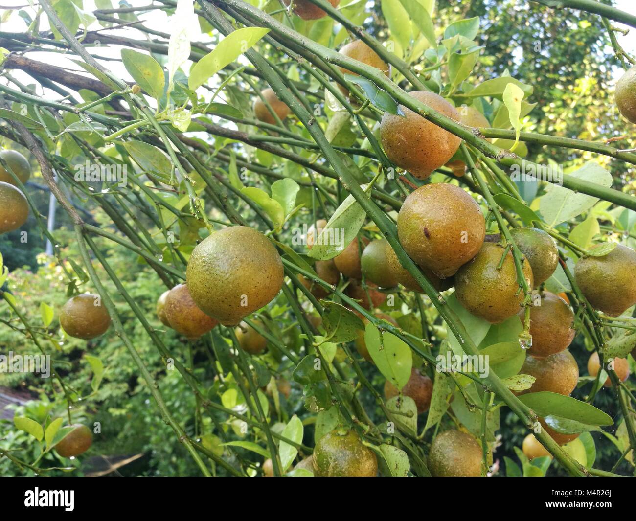 Lime Tree di muschio è fecondo e mature Foto Stock