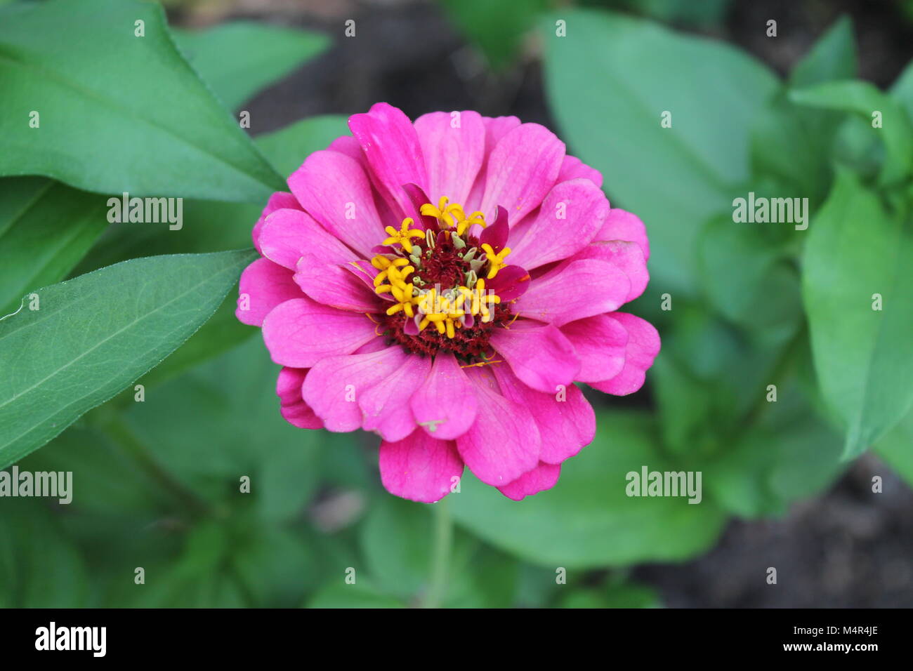 Rosa zinnia fiore in un letto di verde Foto Stock