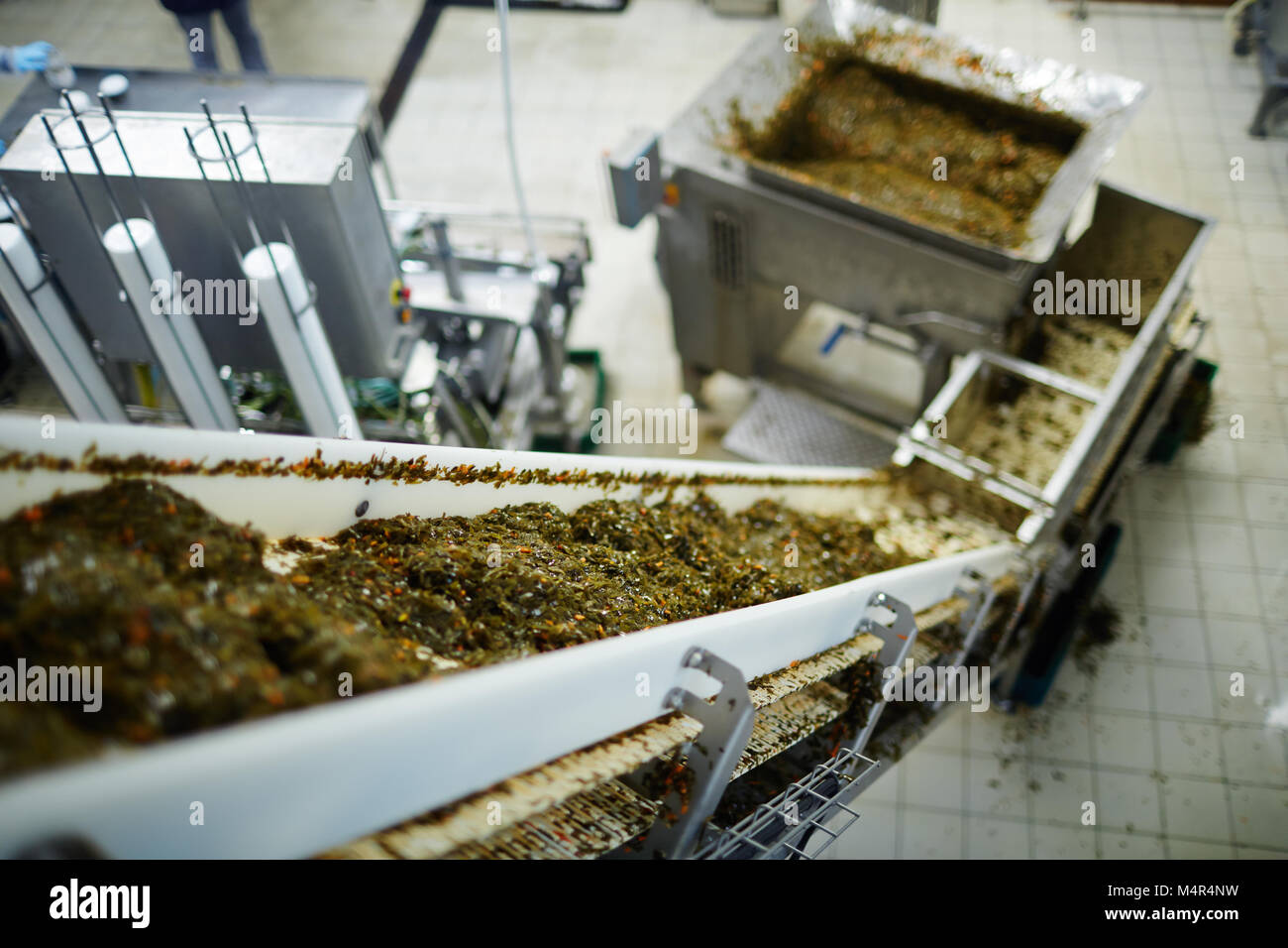 Insalata di alghe marine sulla linea di produzione Foto Stock