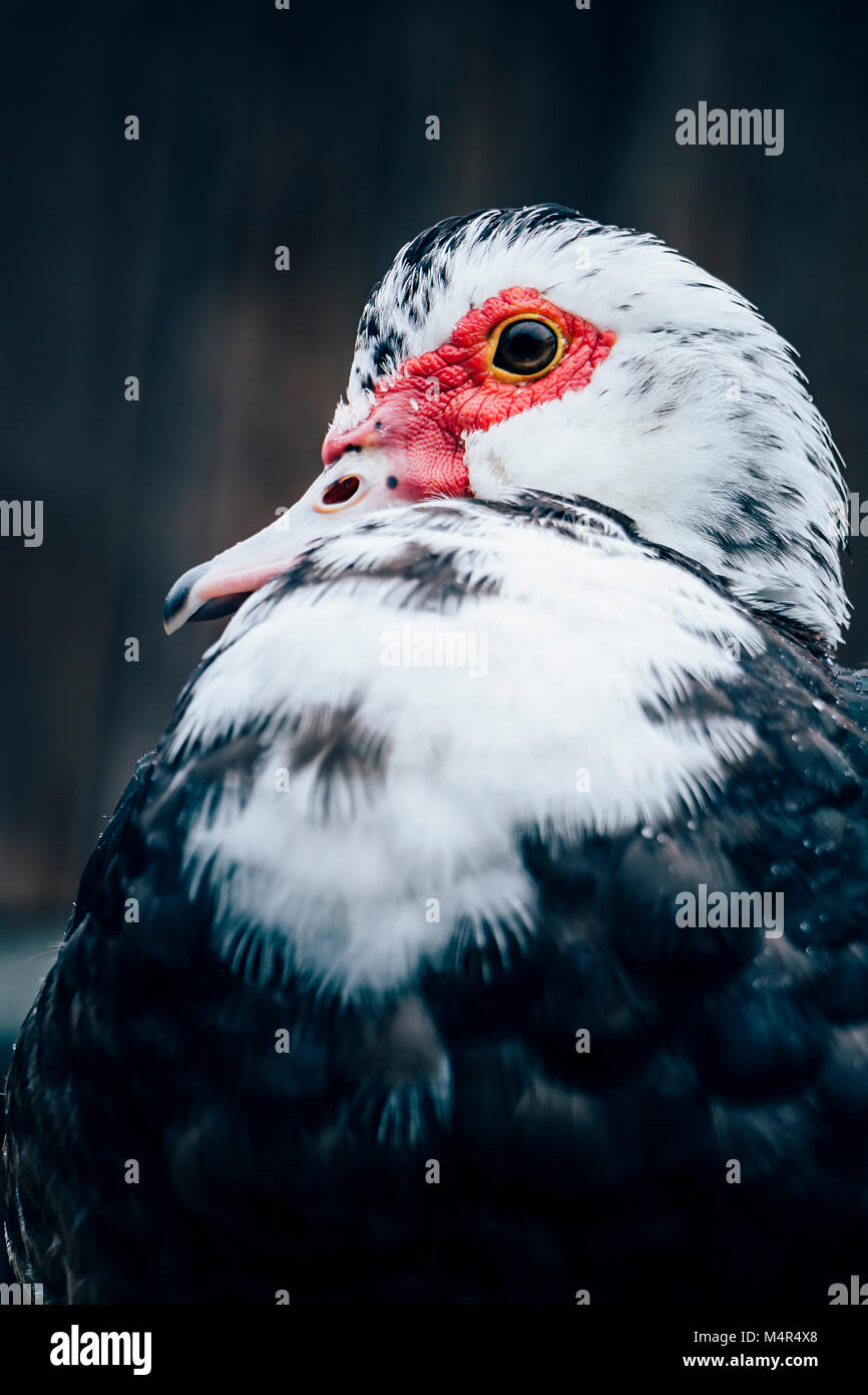 Primo piano vista di un anatra moscovy nazionale nera (Cairina moschata) che mostra caruncoli, occhi e bolletta. Ritratto animale su sfondo grigio scuro. Foto Stock