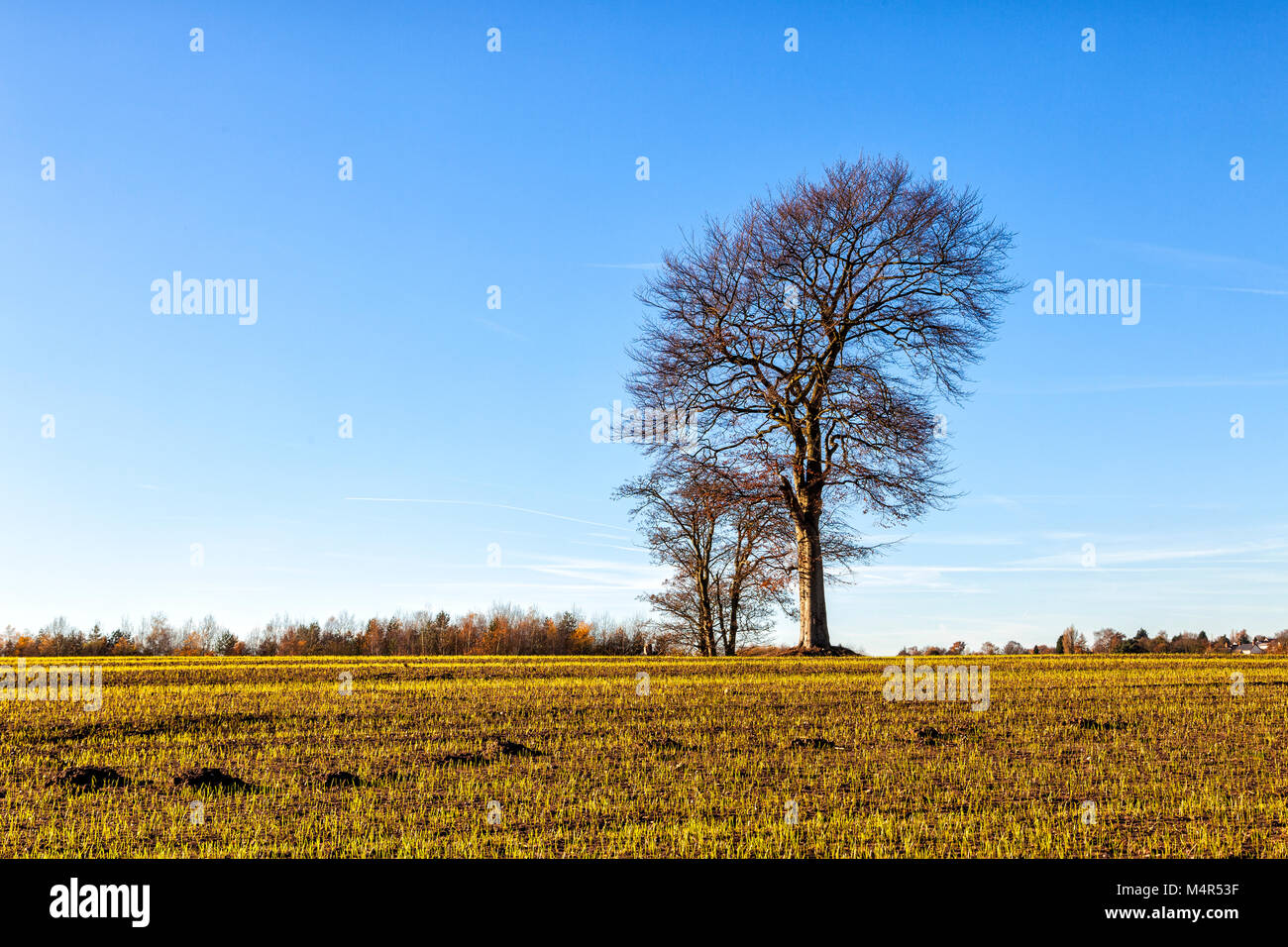 Unico albero nel campo degli agricoltori, Nottinghamshire, Inghilterra Foto Stock