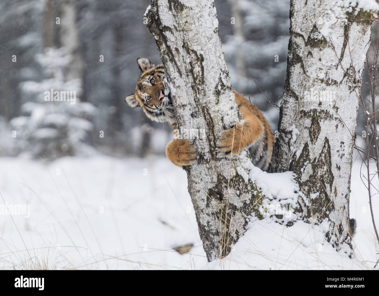 Il Usurian tiger in un selvaggio paesaggio invernale si arrampica su un albero. Tigre Siberiana, Panthera tigris altaica, maschio con neve in pelliccia, . Predator Foto Stock