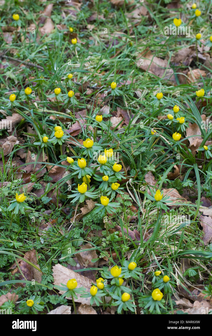 Eranthis hyemalis fiore in inverno. Foto Stock