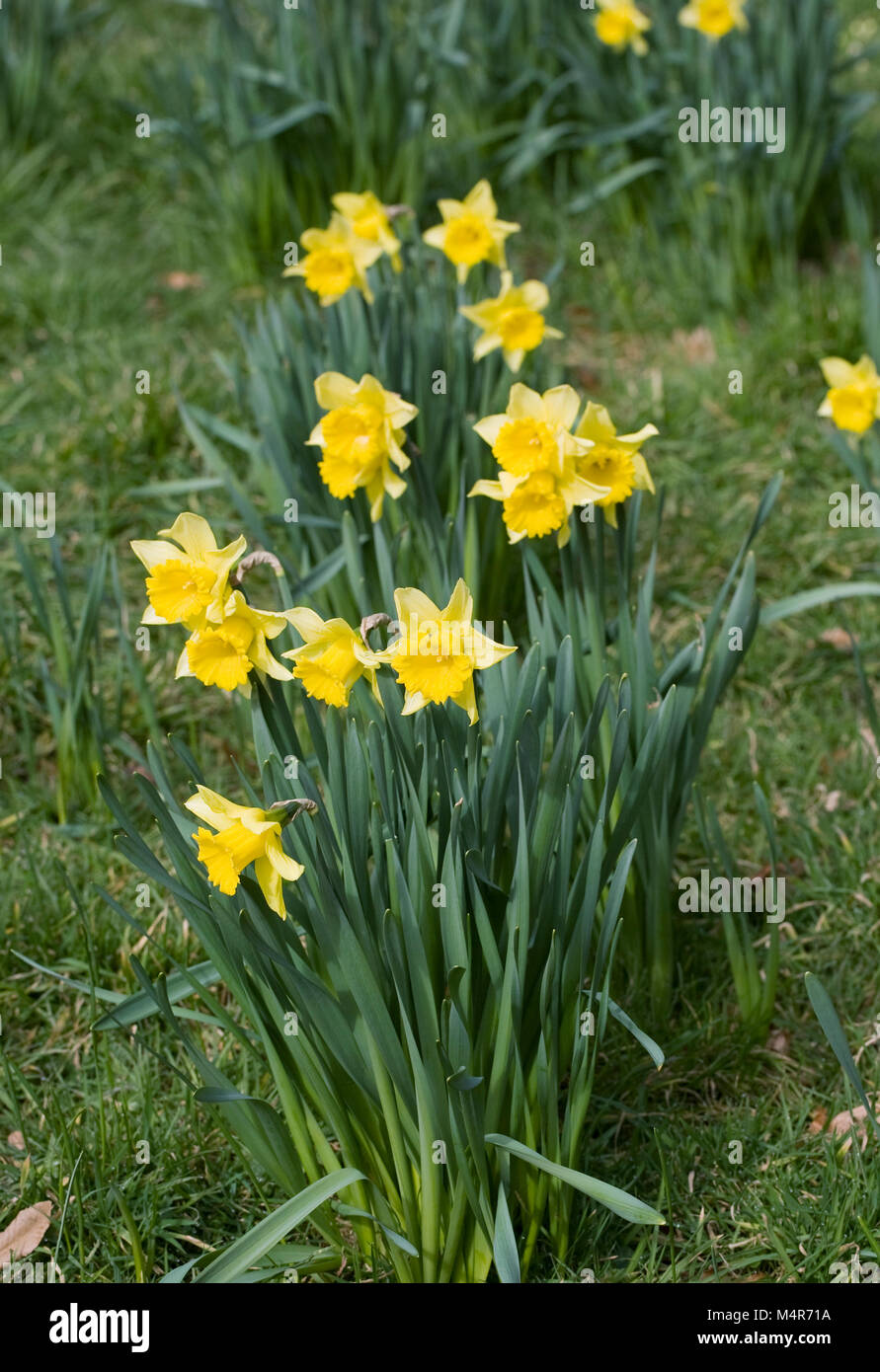 Narciso. Giunchiglie fioritura in febbraio nel Regno Unito. Foto Stock