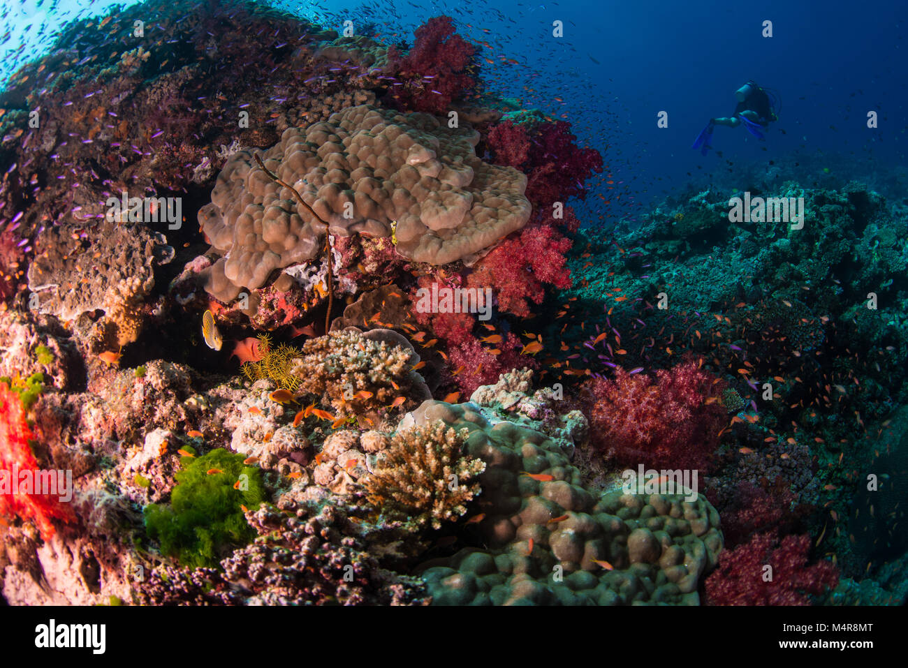Una moltitudine di diversi coralli duri sulla barriera corallina Foto Stock